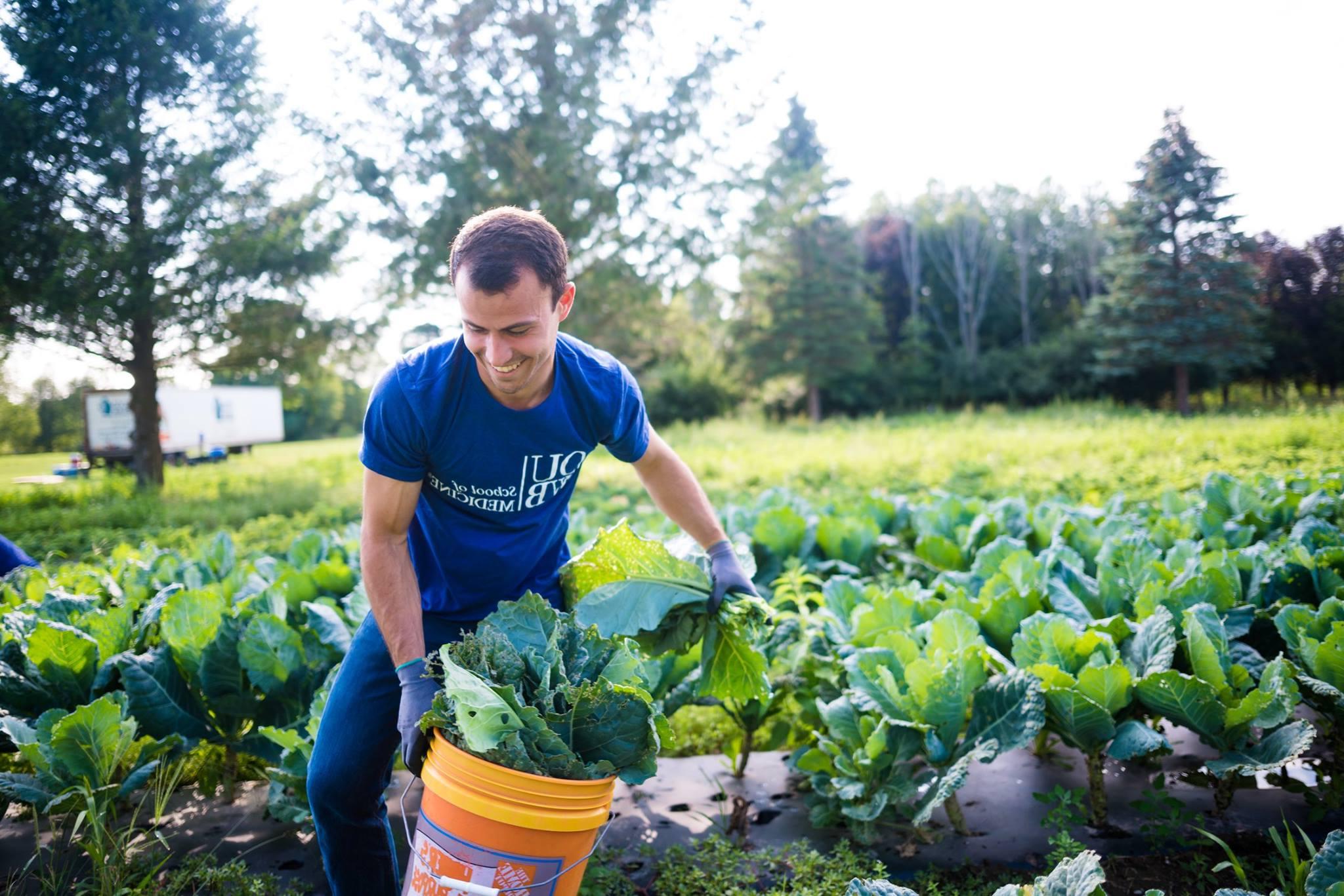 An OUWB student volunteering at Forgotten Harvest farms. He carries a bucket of greens through a field.